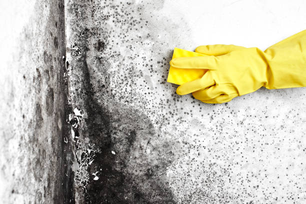 Best Mold Removal and Inspection  in Lake Lakengren, OH