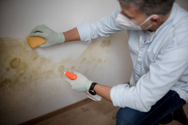 Best Commercial Mold Removal  in Lake Lakengren, OH