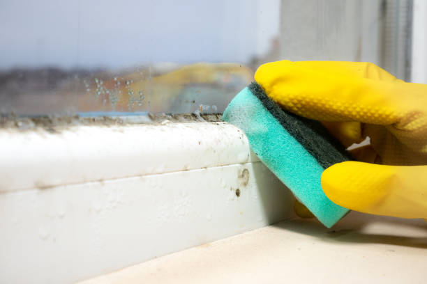 Best Certified Mold Removal  in Lake Lakengren, OH