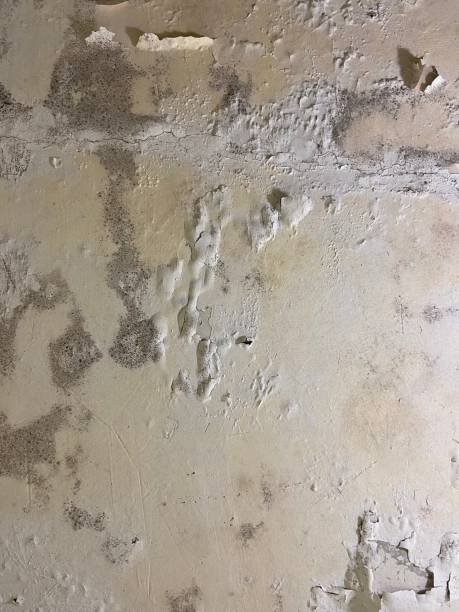 Best Commercial Mold Removal  in Lake Lakengren, OH